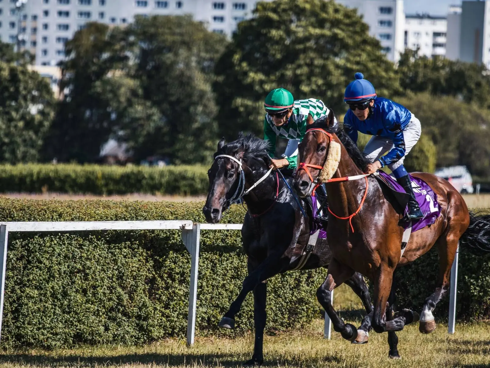 Duel de chevaux à l'arrivée