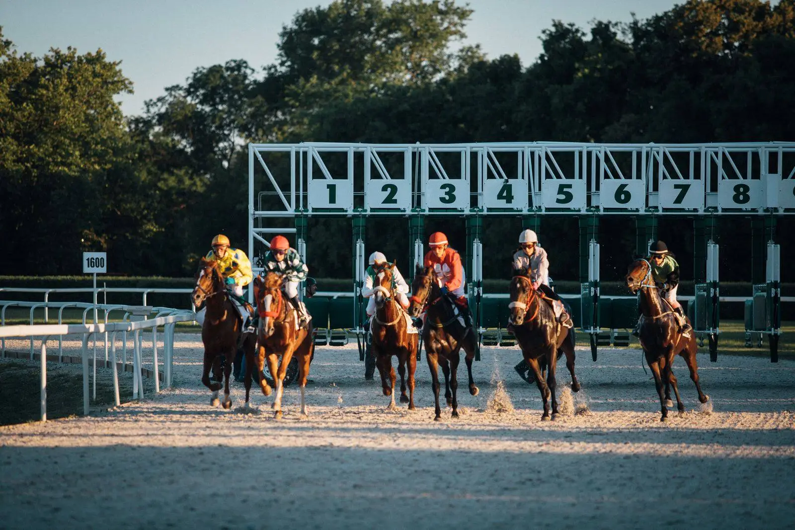 Départ d'une course de chevaux aux portes numérotées